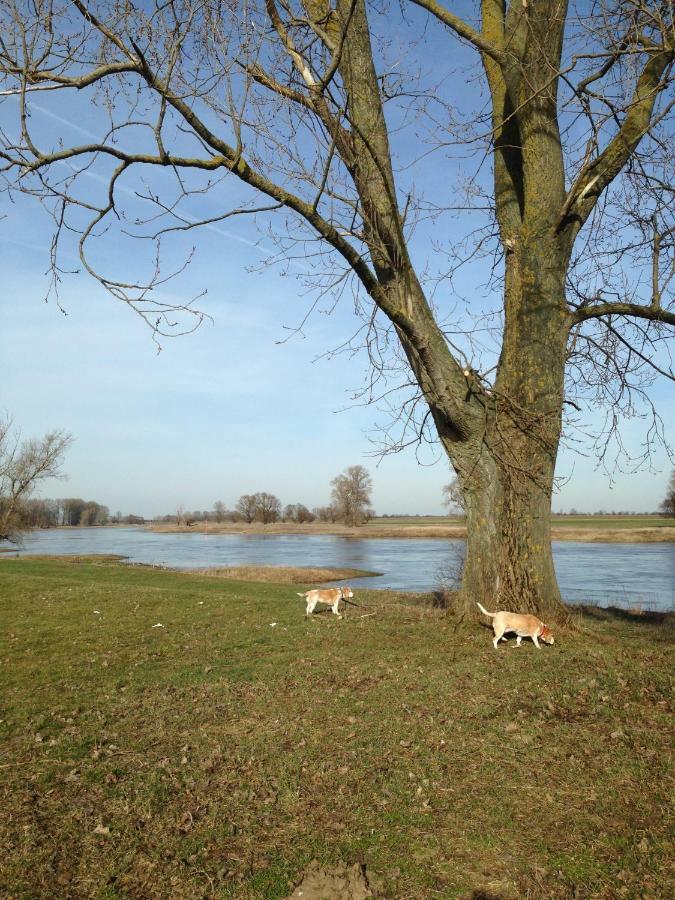 An Den Elbwiesen Gaestezimmer "Weissstorch" Nur Nichtraucher Dommitzsch Exteriér fotografie
